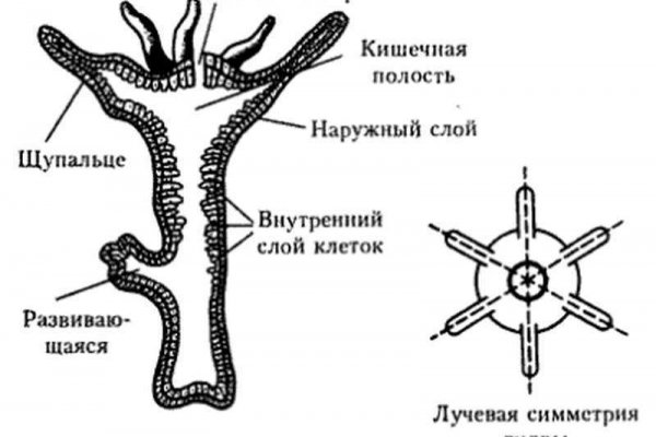 Кракен в даркнете что это